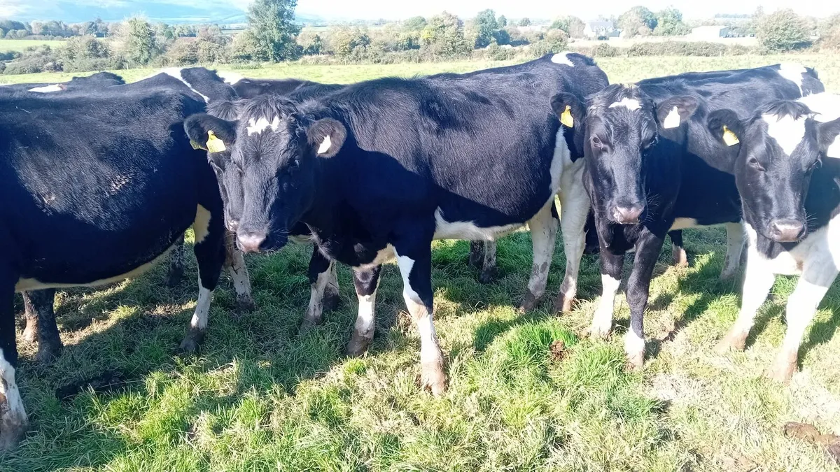 Maiden heifers - Image 1