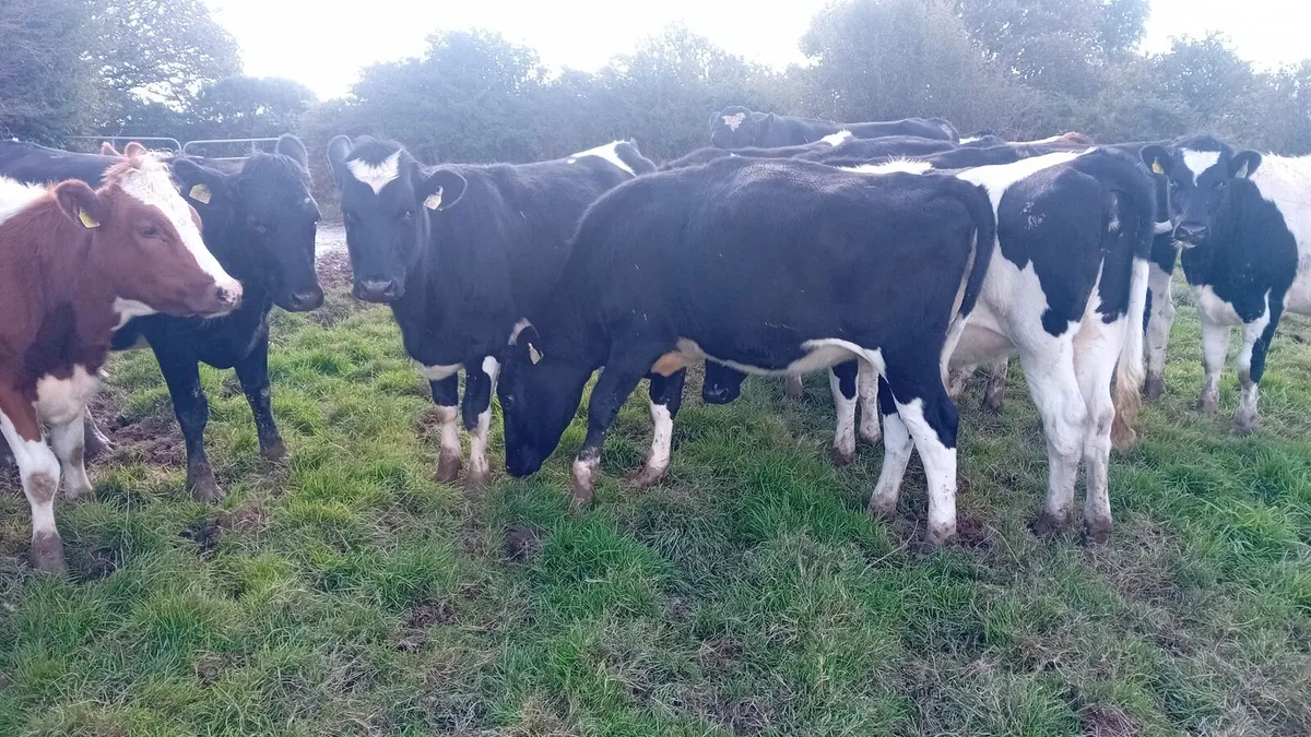 Maiden heifers - Image 2
