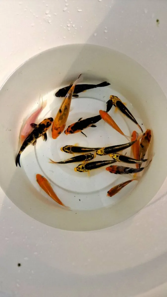 Koi Fish - Image 3