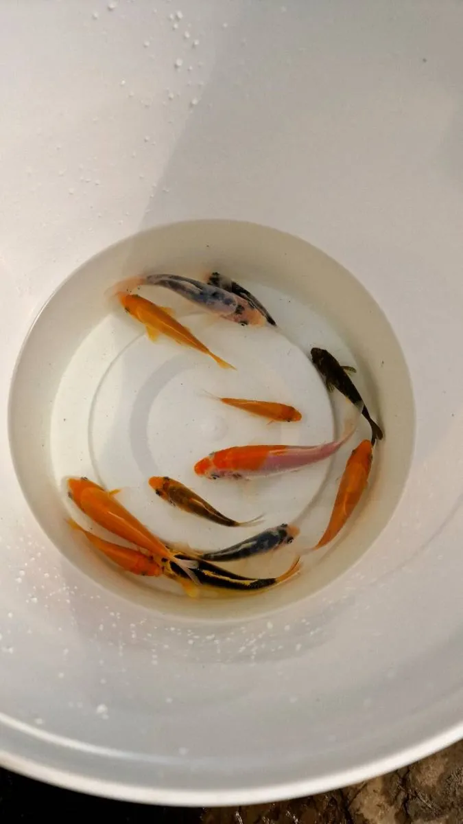 Koi Fish - Image 4
