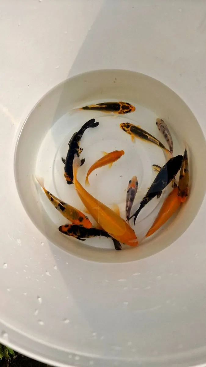 Koi Fish - Image 1