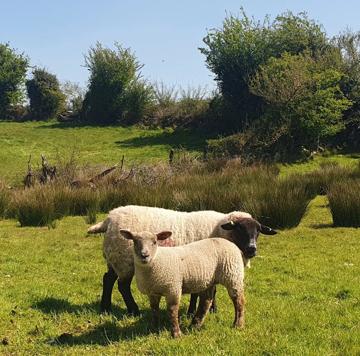 Sheep and lambs - Image 1