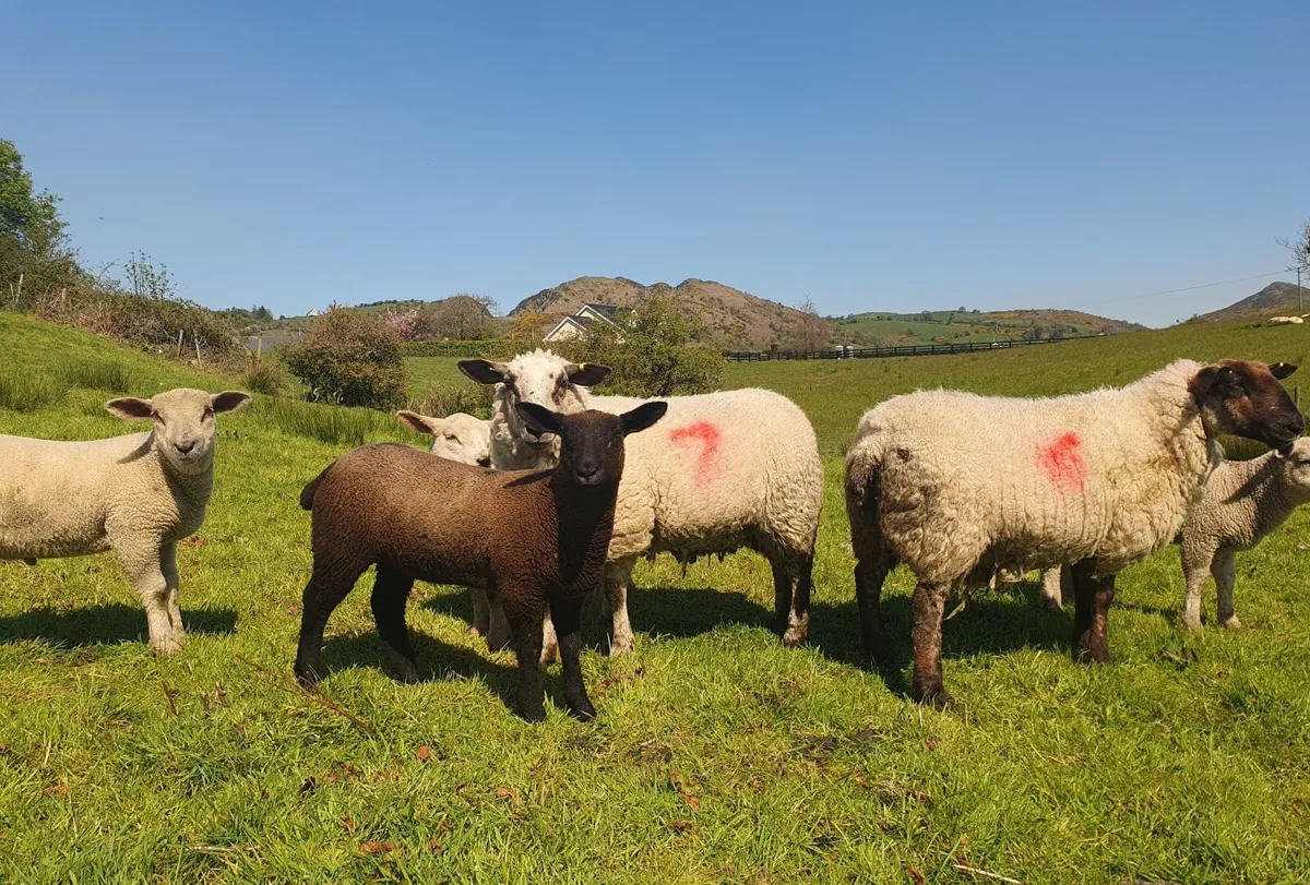 Sheep and lambs - Image 2