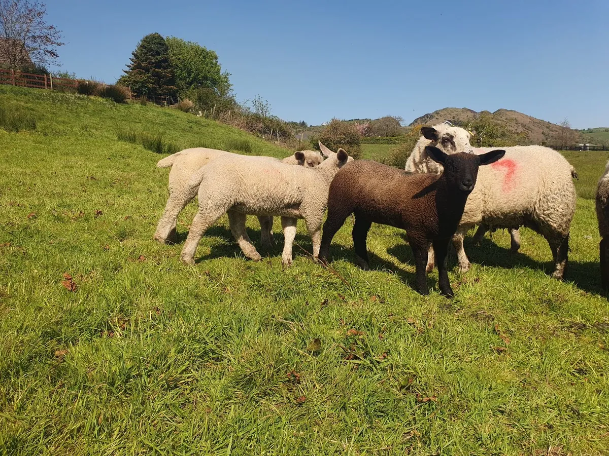 Sheep and lambs - Image 3