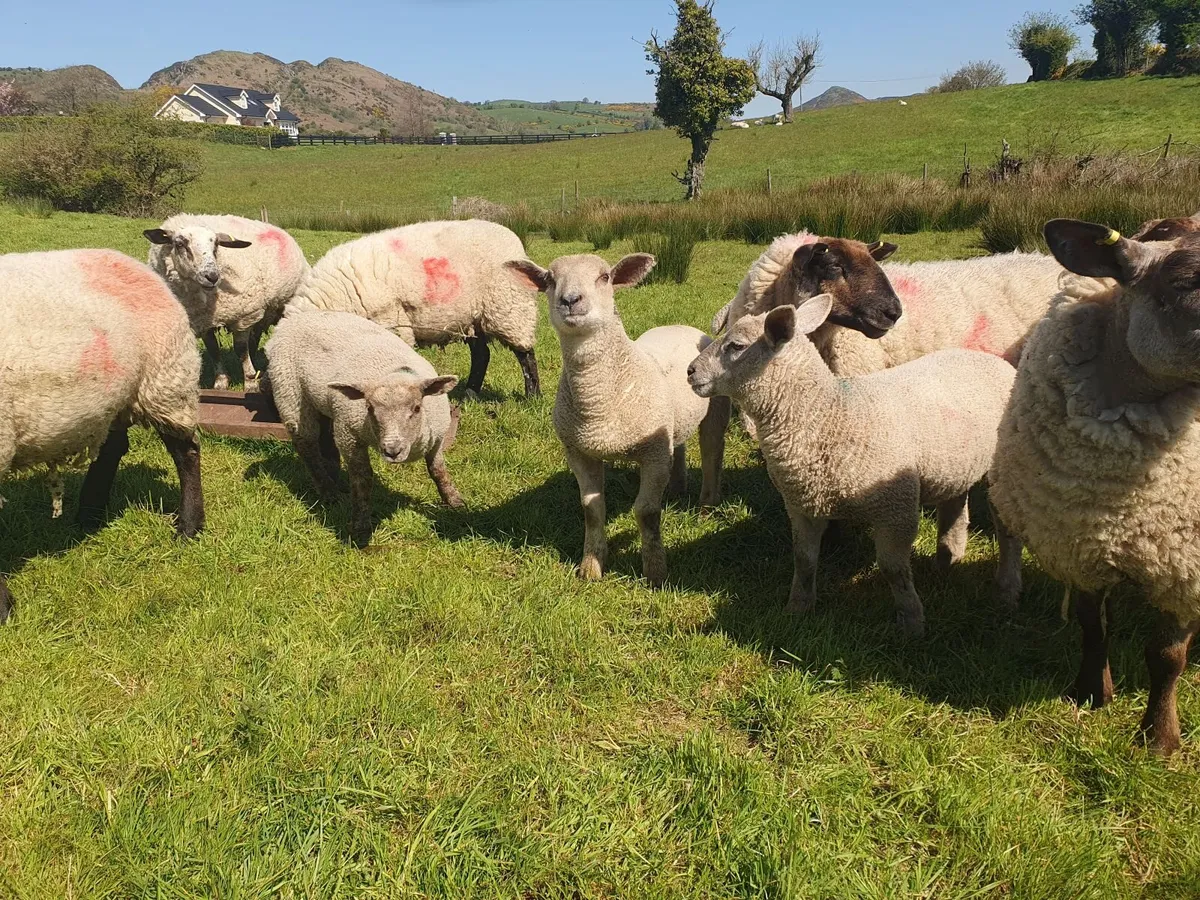 Sheep and lambs - Image 4