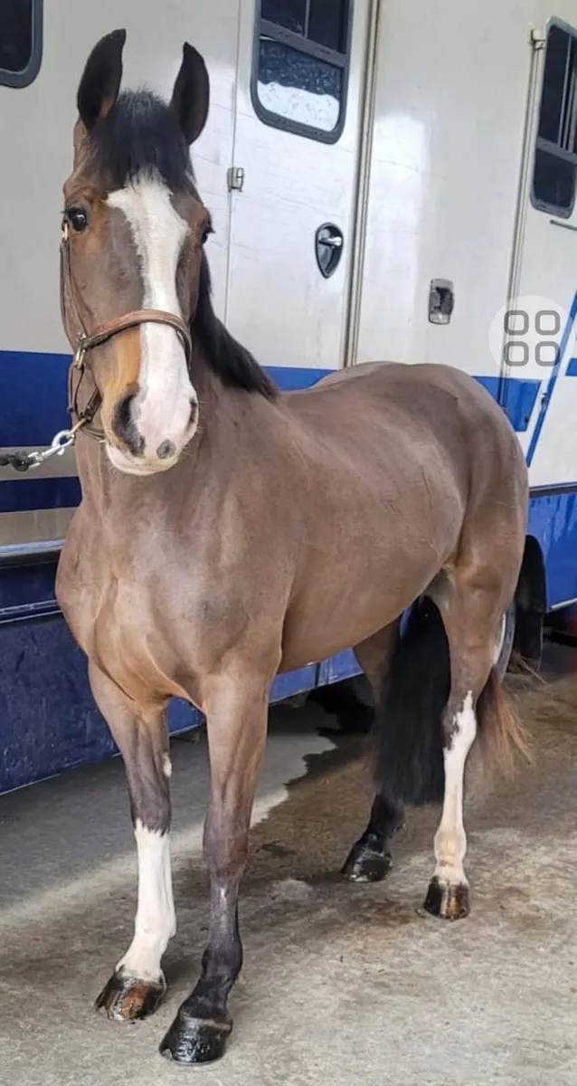 Pony A Real Mother daughter Share - Image 3