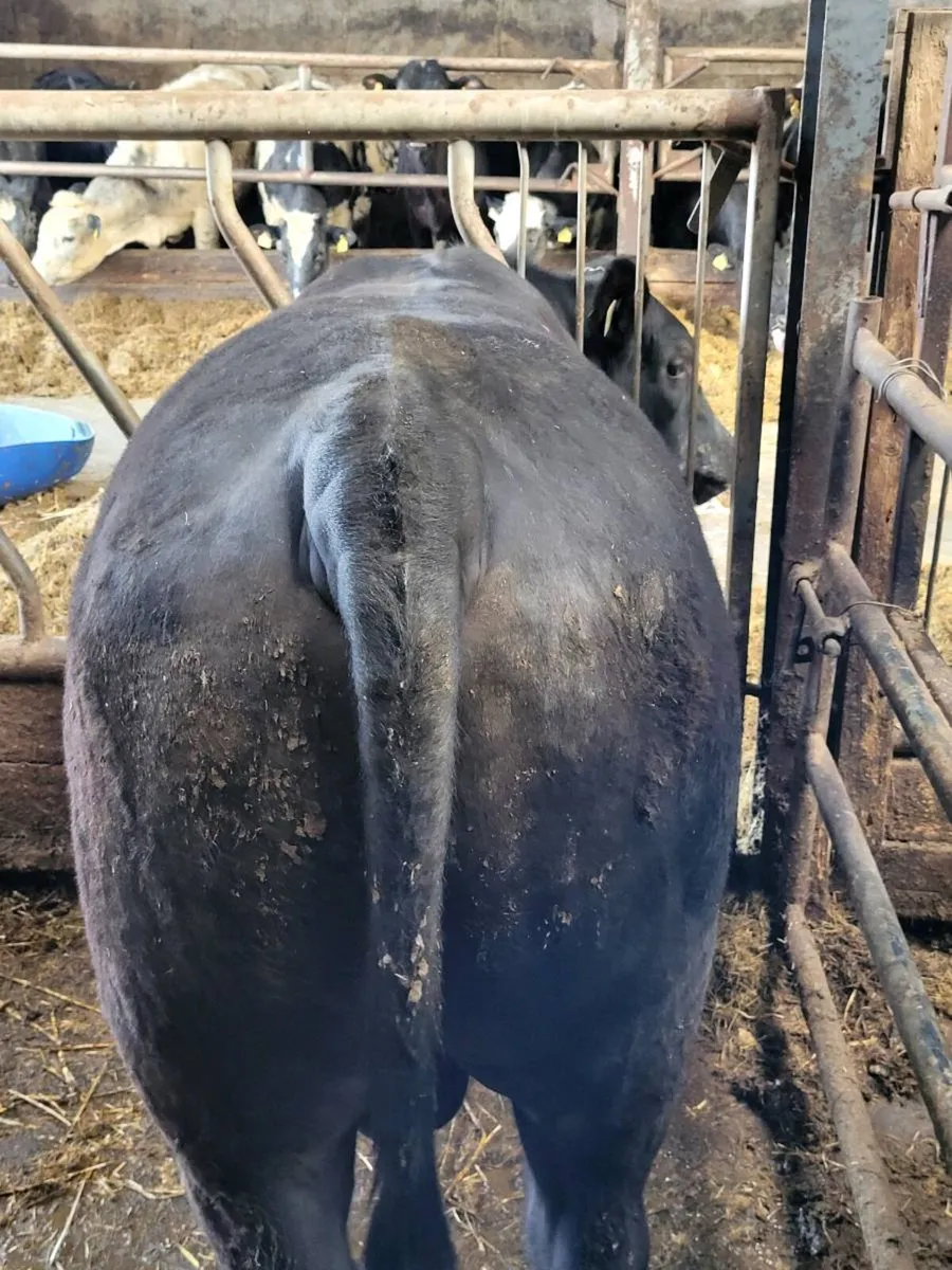 ⭐ Pedigree Aberdeen Angus bulls for sale⭐ - Image 2