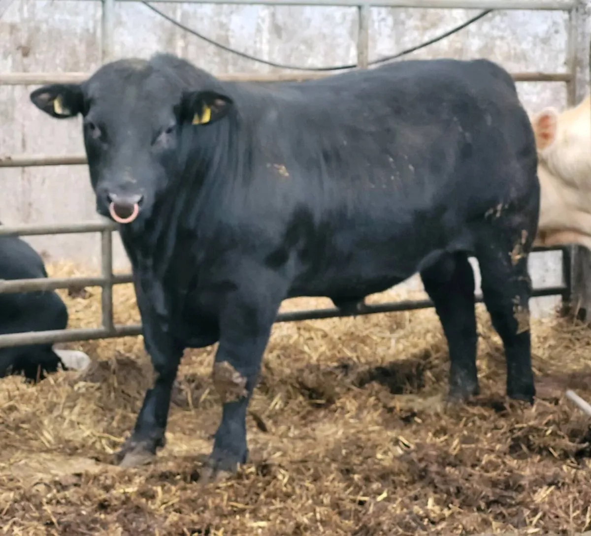 ⭐ Pedigree Aberdeen Angus bulls for sale⭐ - Image 3