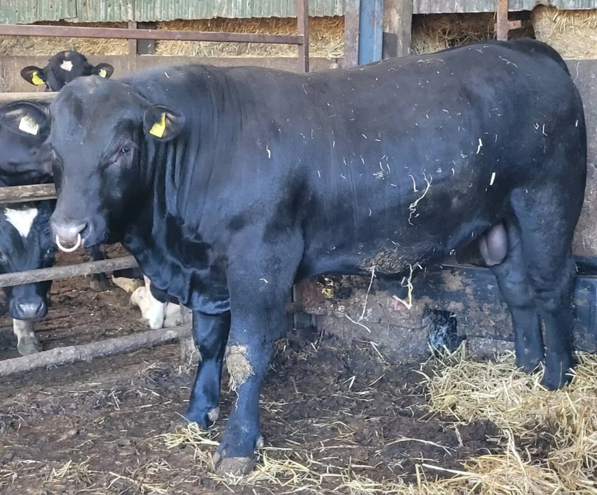 ⭐ Pedigree Aberdeen Angus bulls for sale⭐ - Image 1