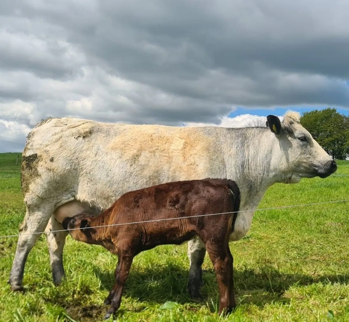 cow with calf - Image 1