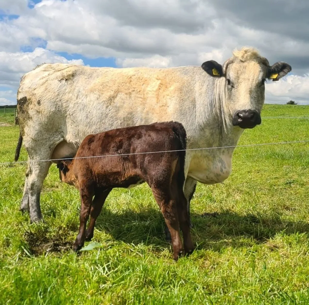 cow with calf - Image 2