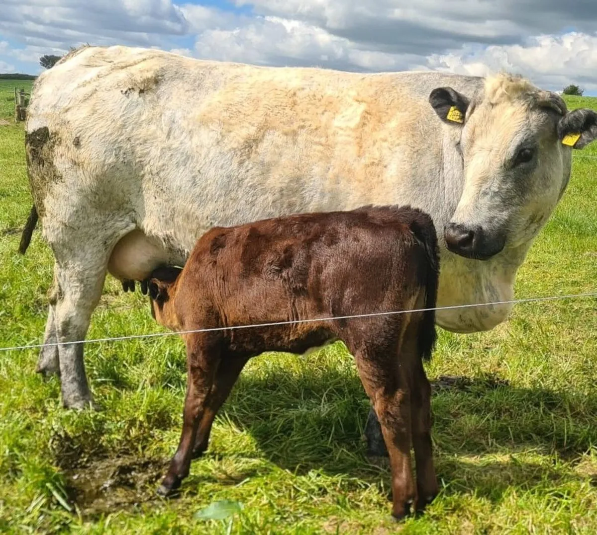 cow with calf - Image 3