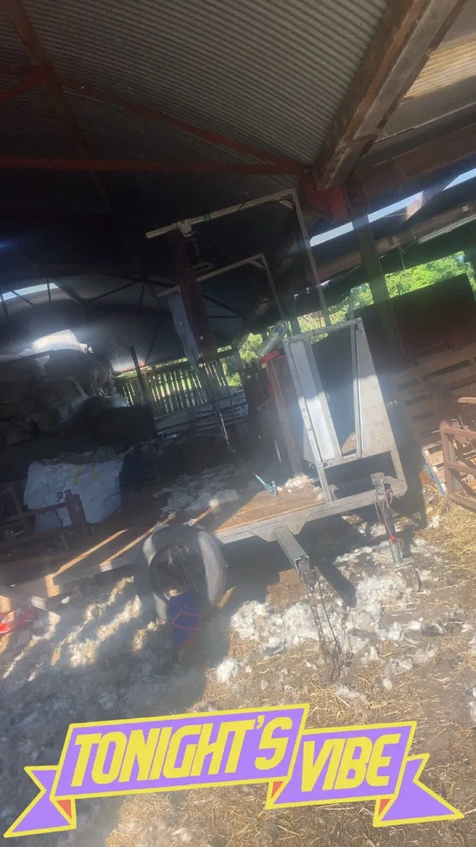 Sheep shearing 🐑 - Image 1