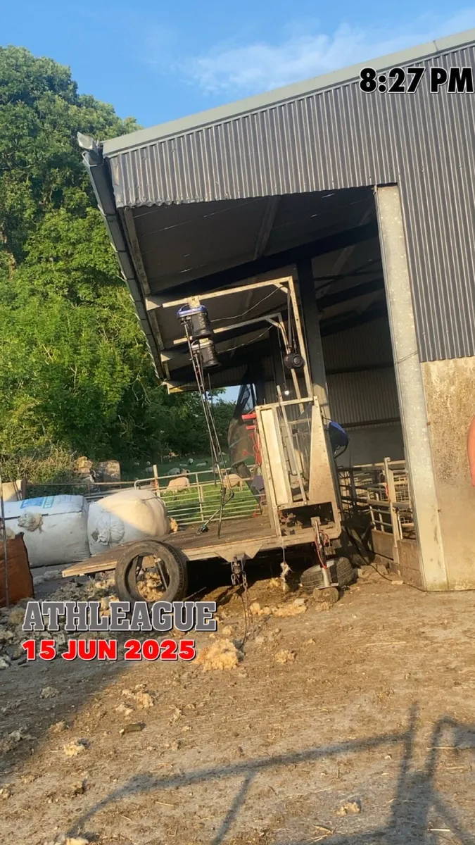 Sheep shearing 🐑 - Image 4