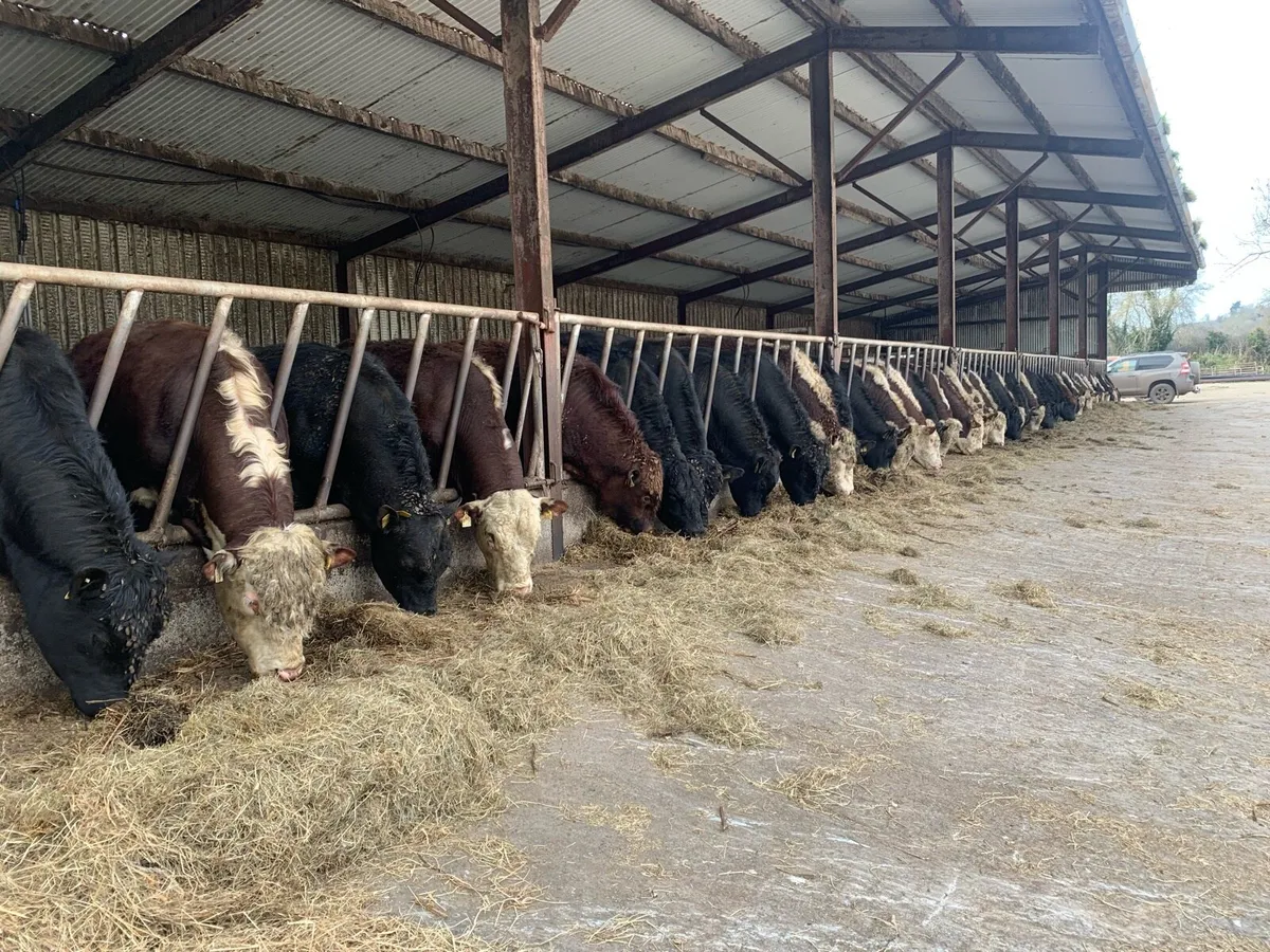 Pedigree angus bulls