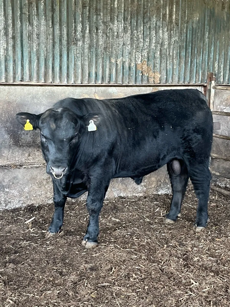 Aberdeen angus bull - Image 2