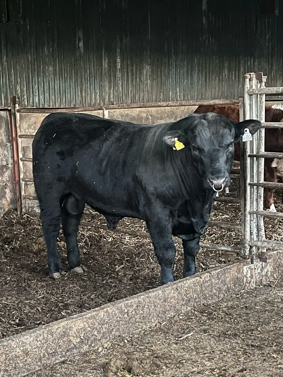 Aberdeen angus bull - Image 1