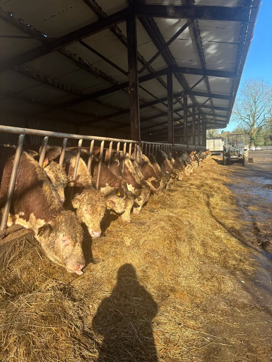 Pedigree hereford bulls