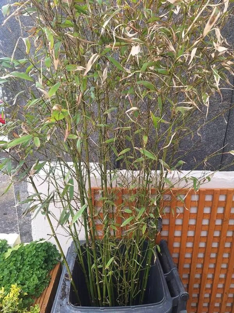 Bamboo Plant (20 shoots)