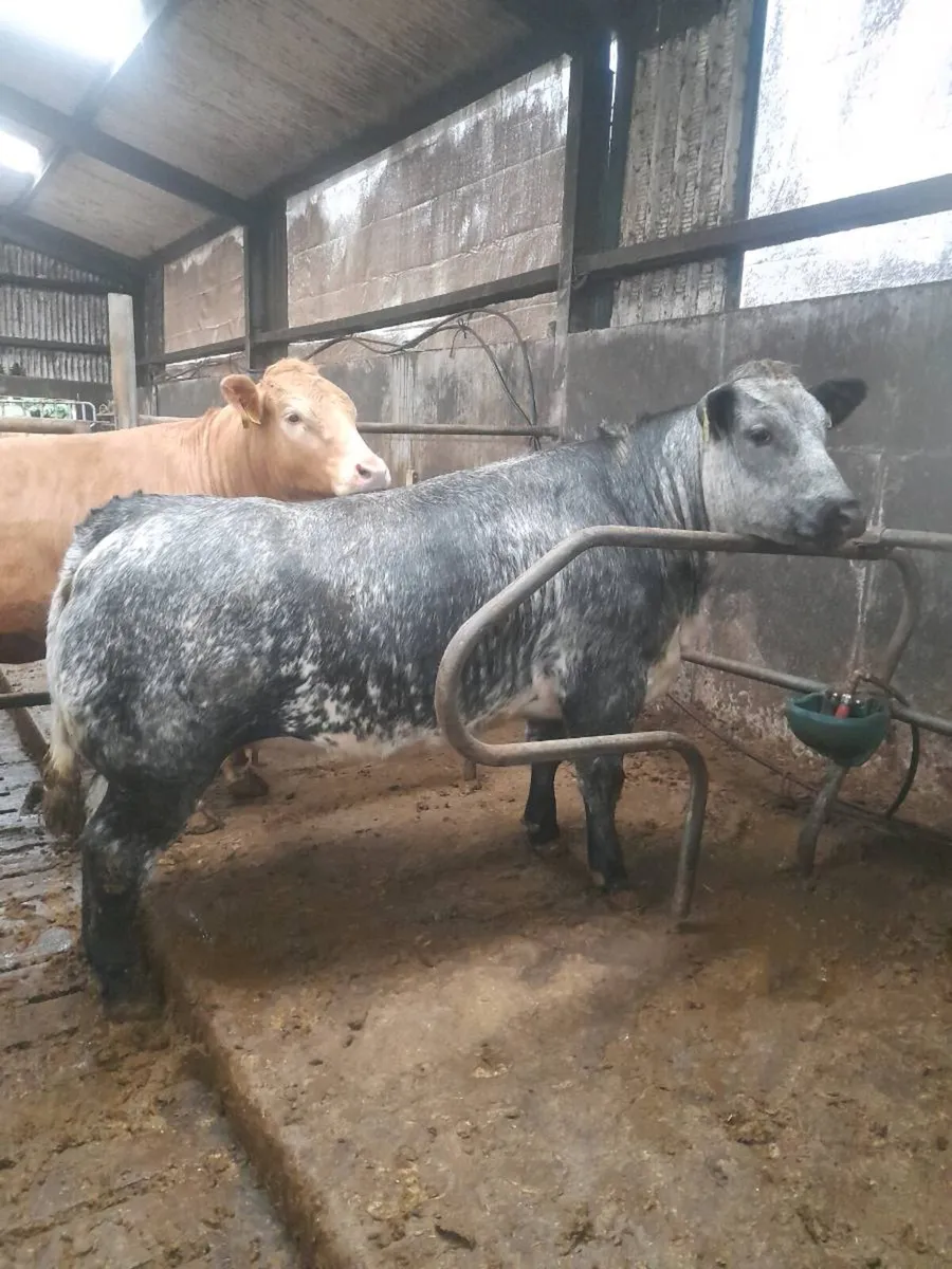 Belgian blue Heifers - Image 1