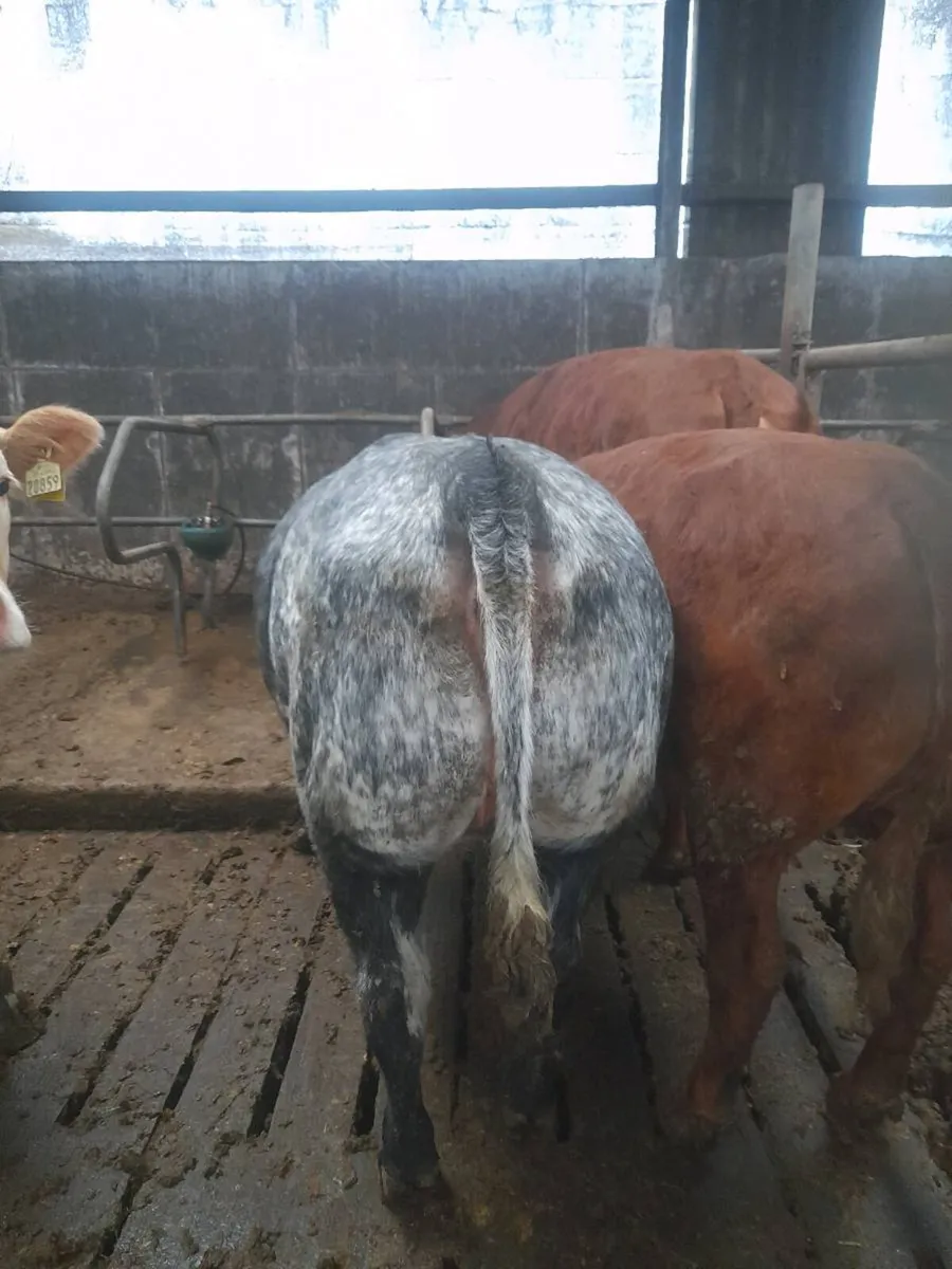 Belgian blue Heifers - Image 2