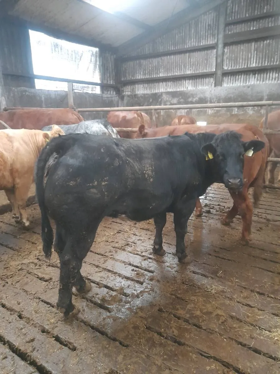 Belgian blue Heifers - Image 3