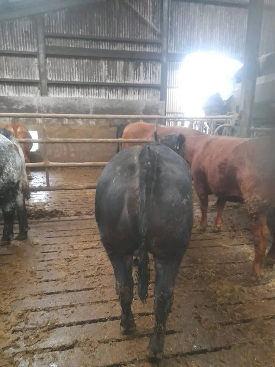 Belgian blue Heifers - Image 4