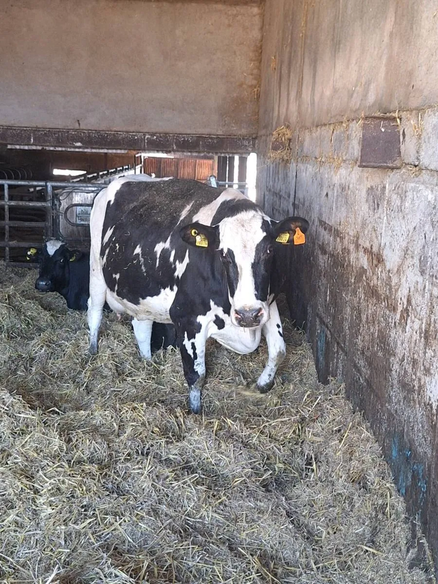 Late calving cows for sale - Image 1