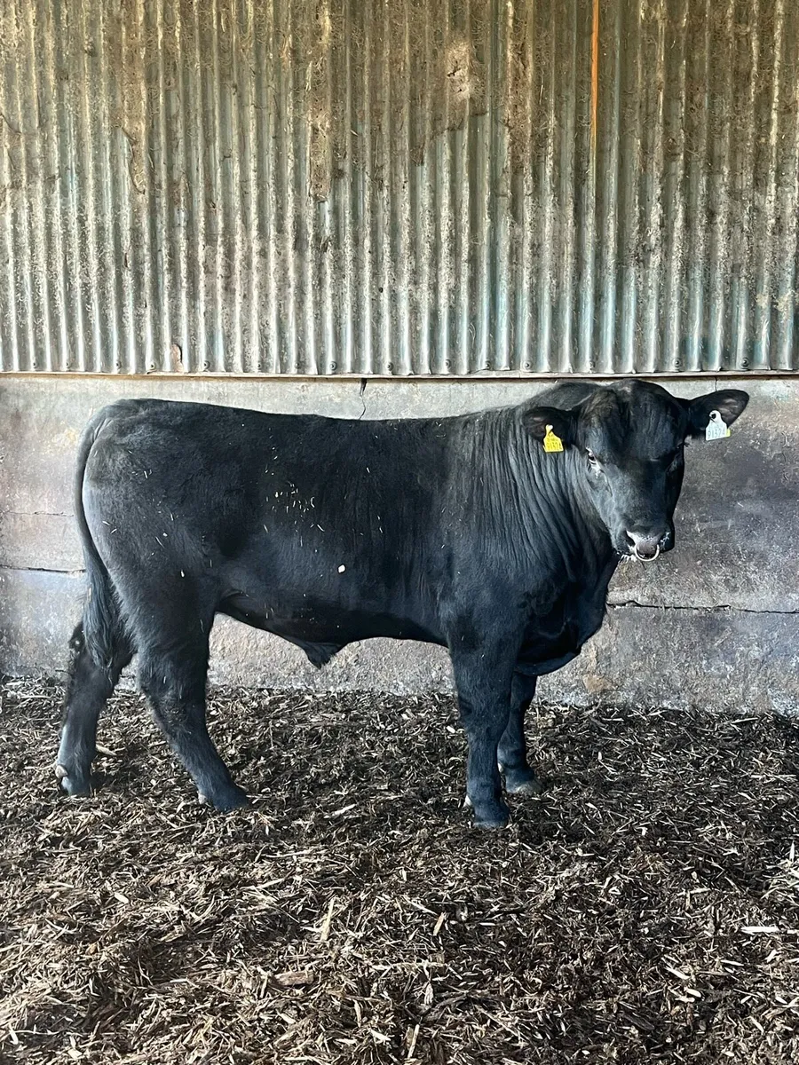 Aberdeen angus bull - Image 3