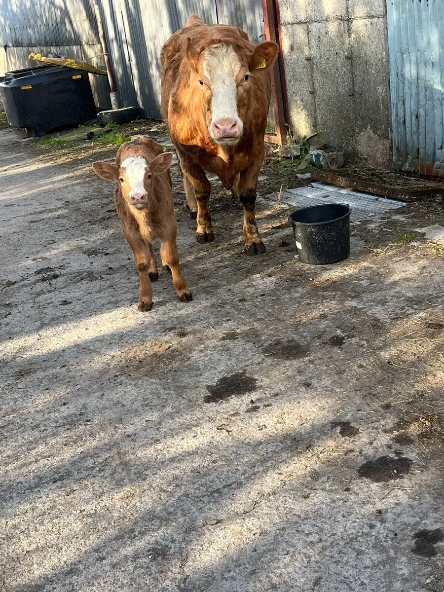 Top class suckler cow - Image 1