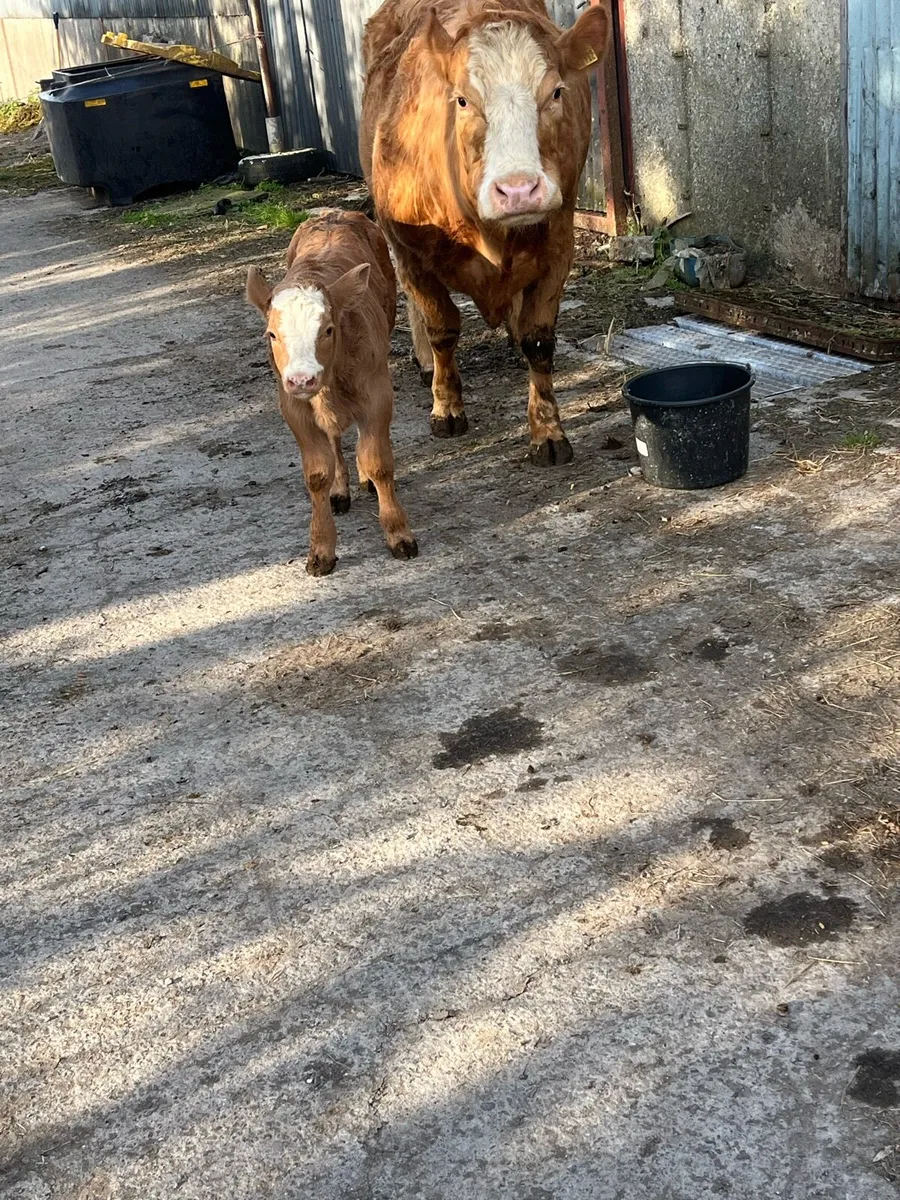 Top class suckler cow - Image 2