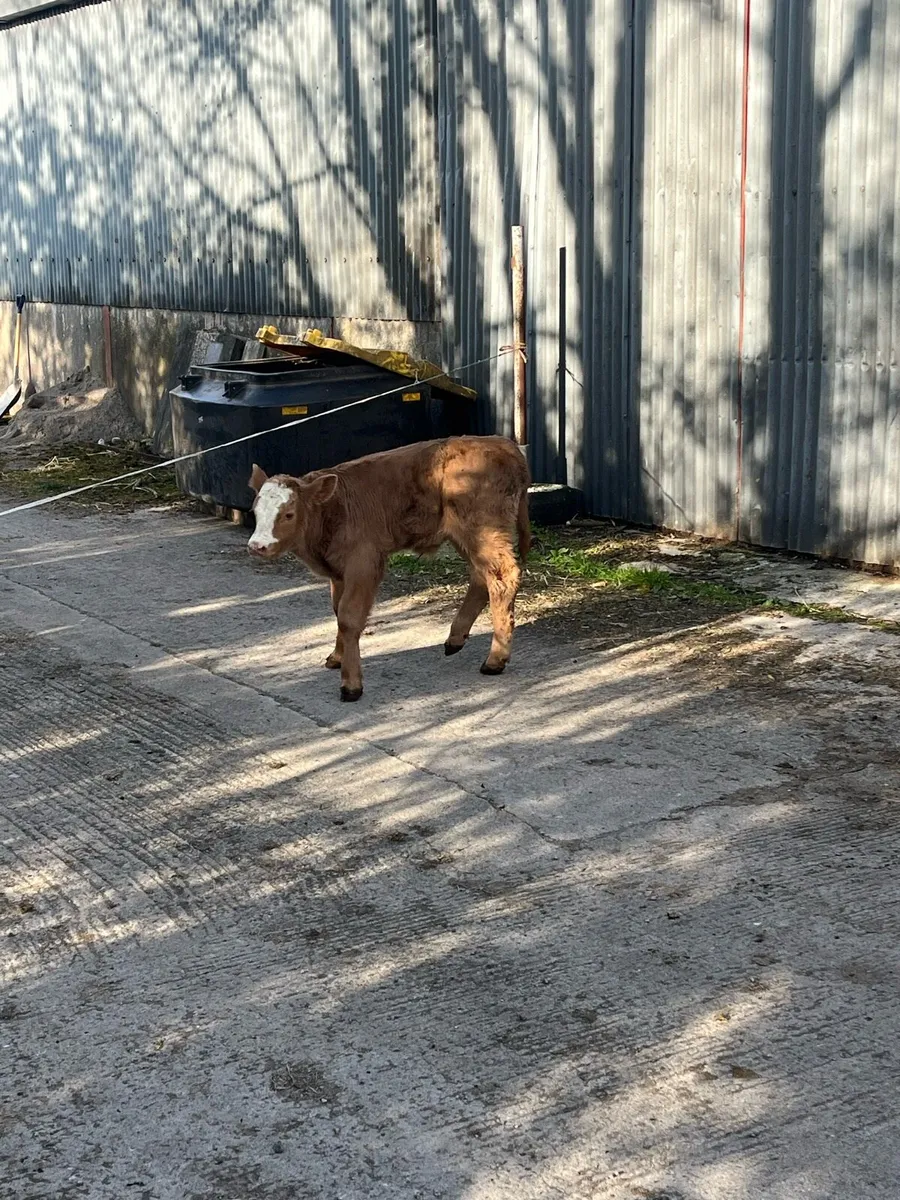 Top class suckler cow - Image 3