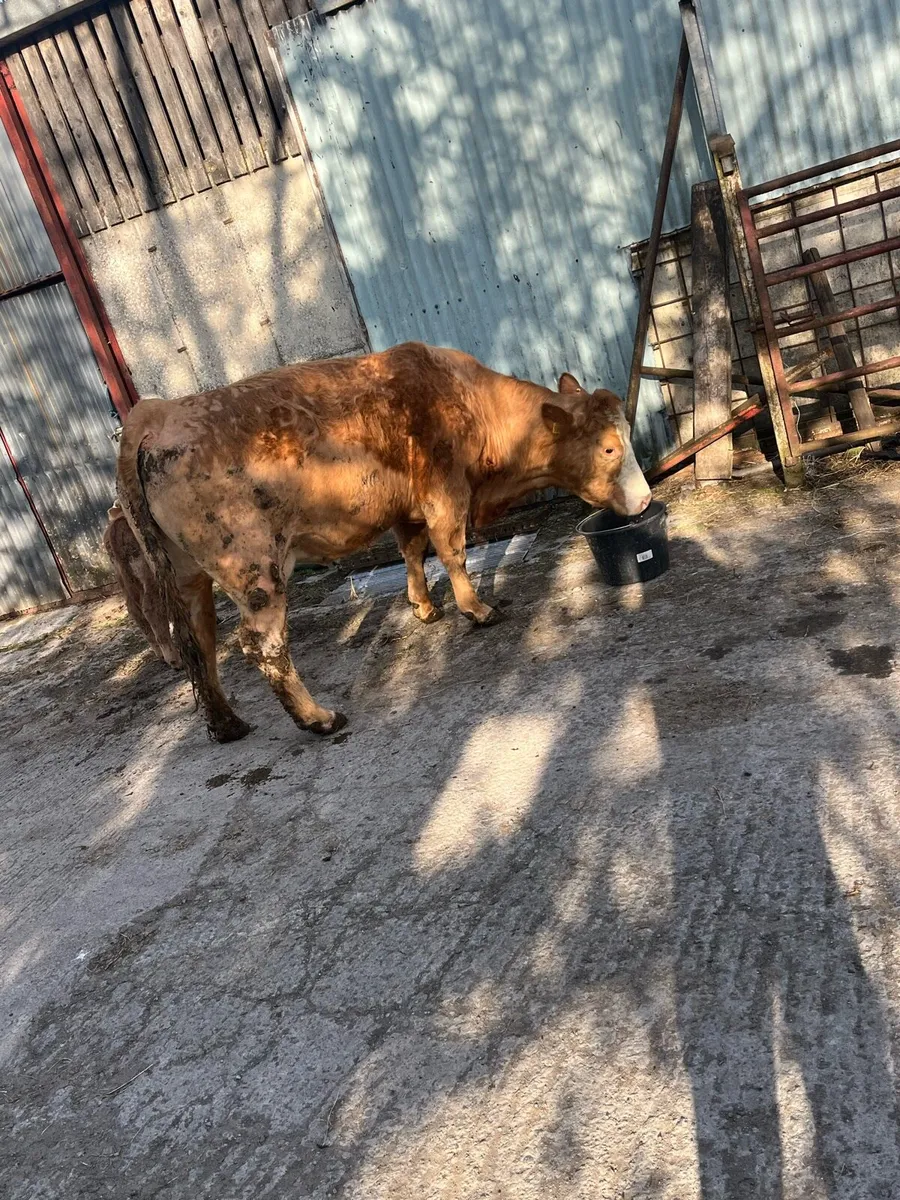 Top class suckler cow - Image 4