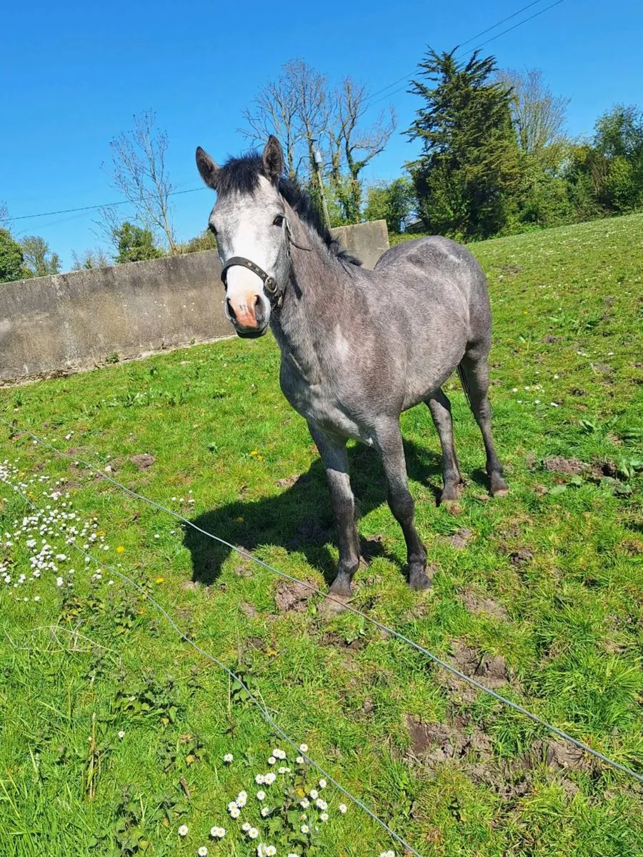 Connemara pony - Image 2