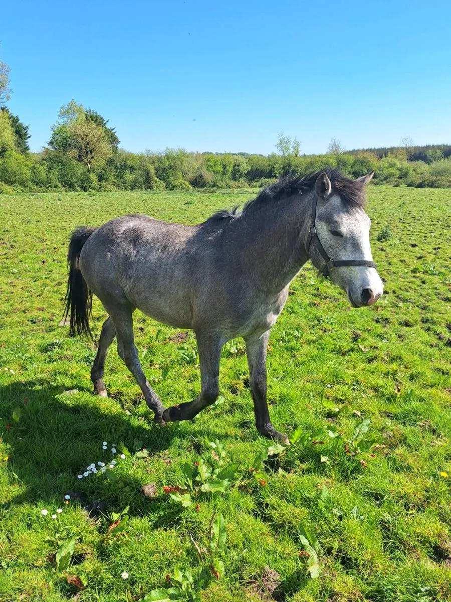 Connemara pony - Image 3