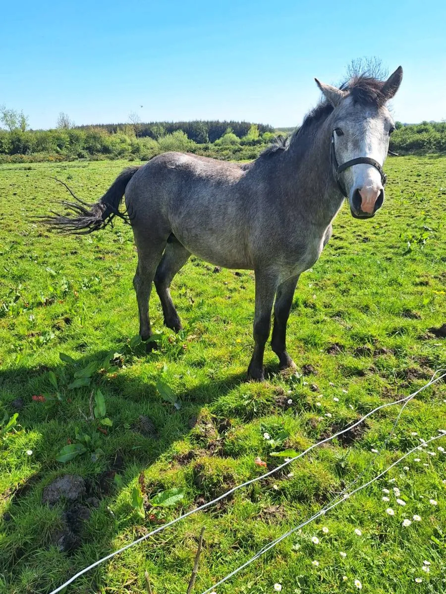 Connemara pony - Image 4