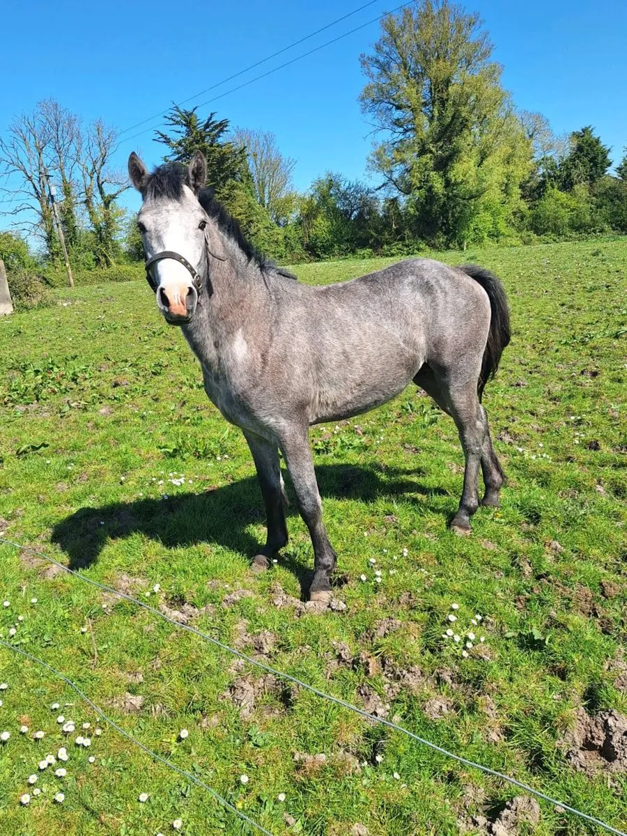 Connemara pony - Image 1