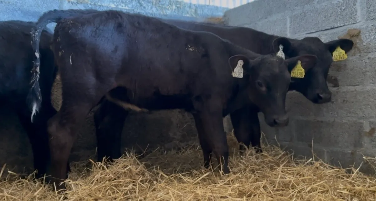 20 smashing AA heifers - Image 1