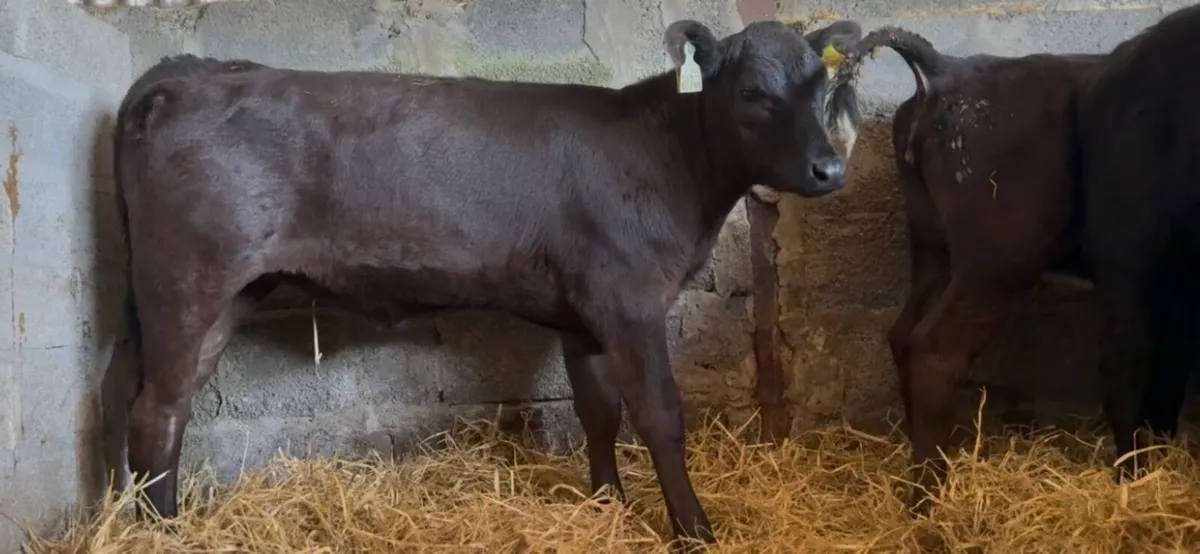 20 smashing AA heifers - Image 2