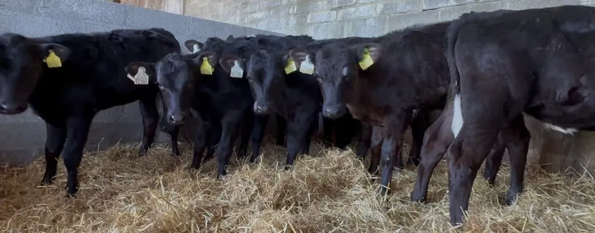 20 smashing AA heifers - Image 4