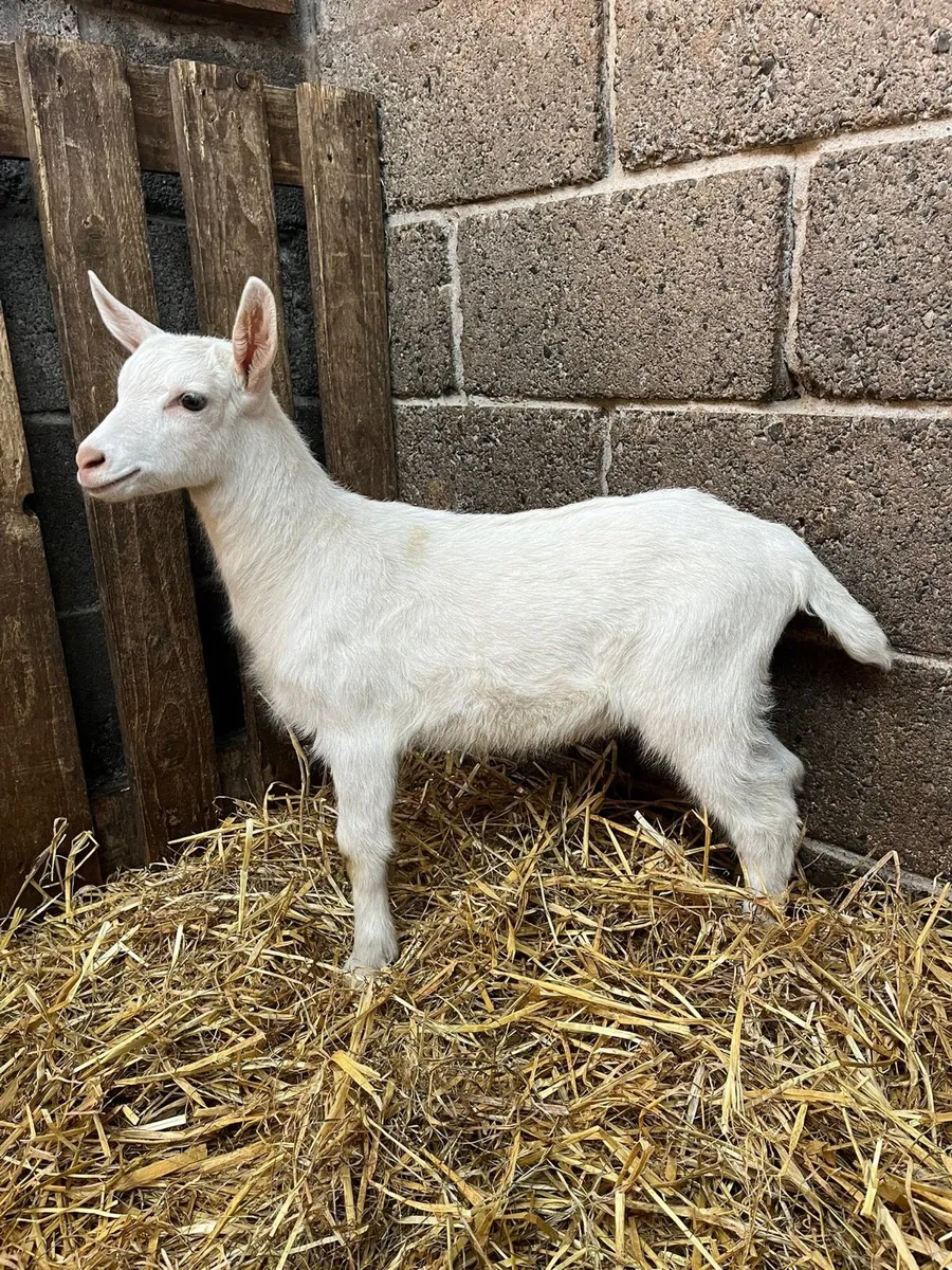 Pbnr male Saanen kid - Image 1