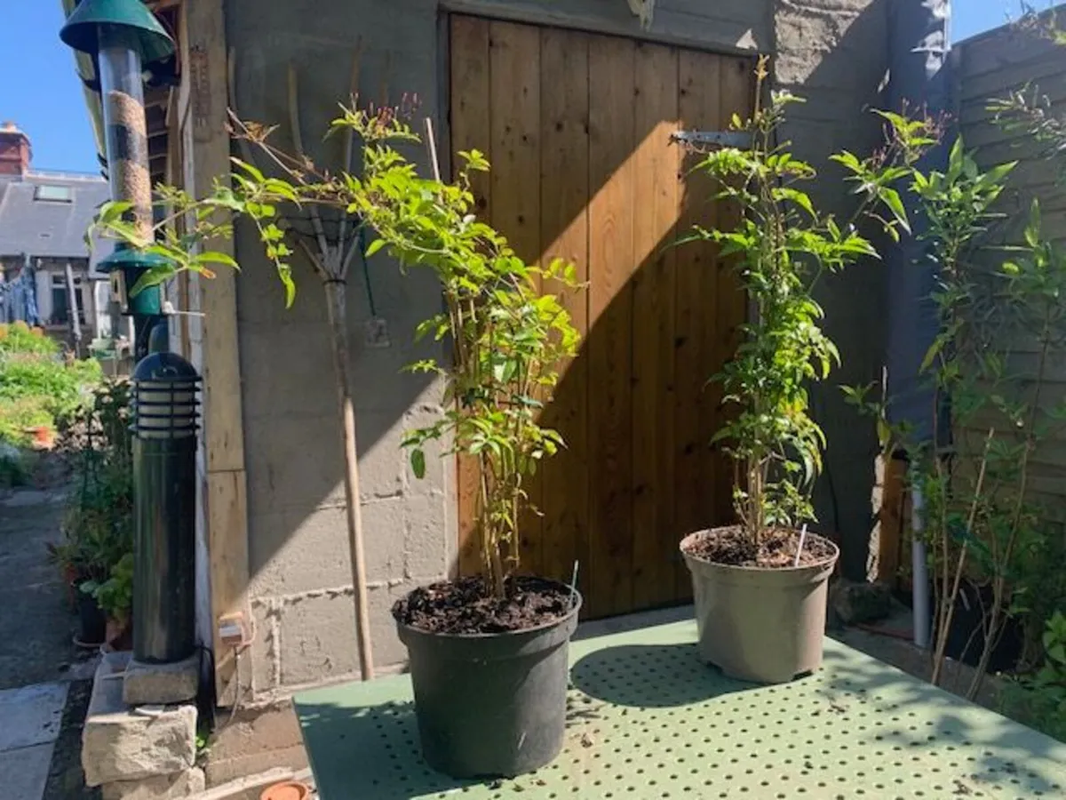 Jasmine Climber - Image 1