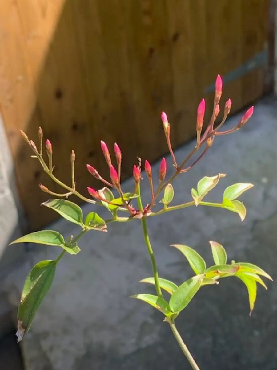 Jasmine Climber - Image 2