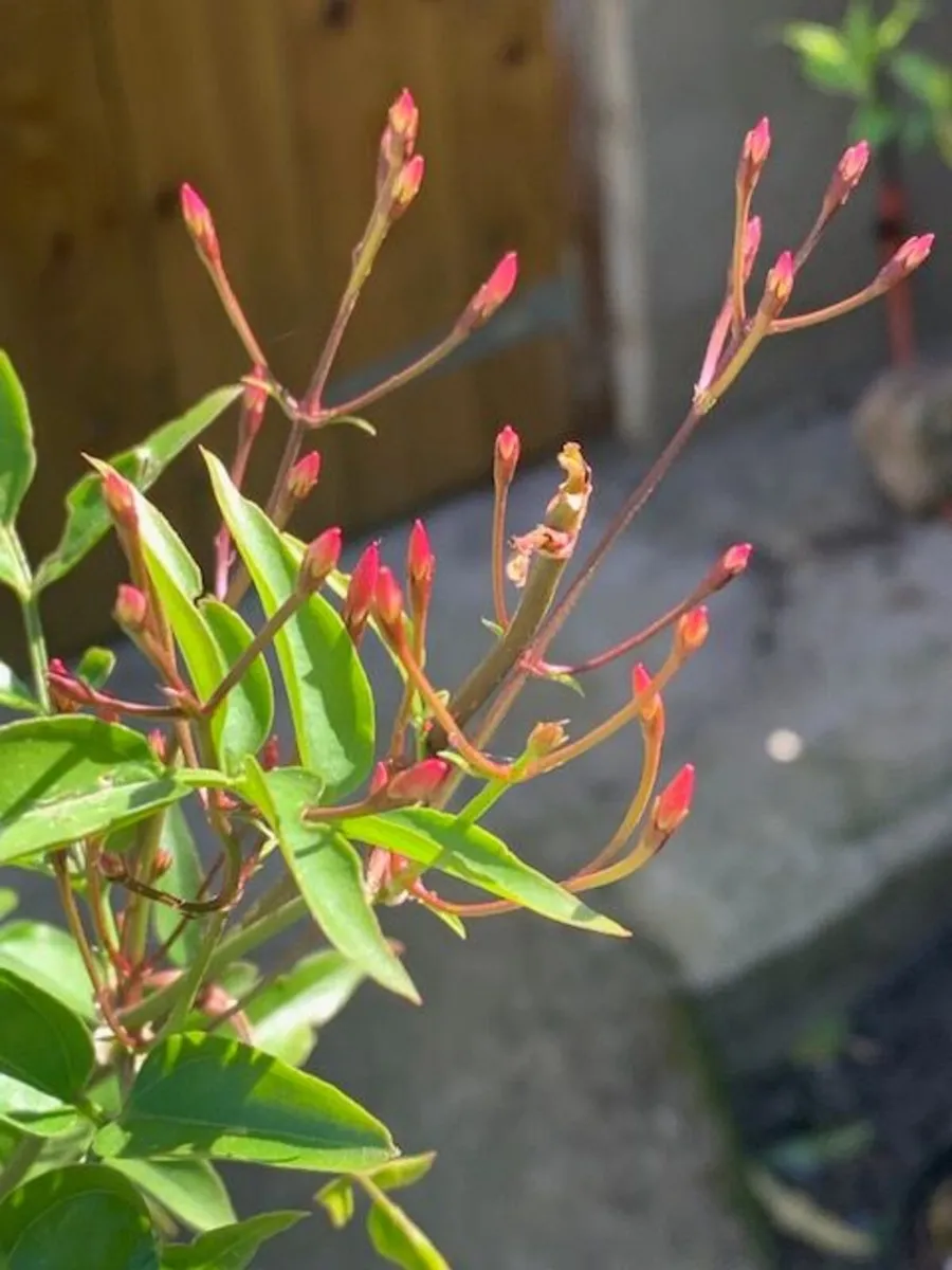 Jasmine Climber - Image 3