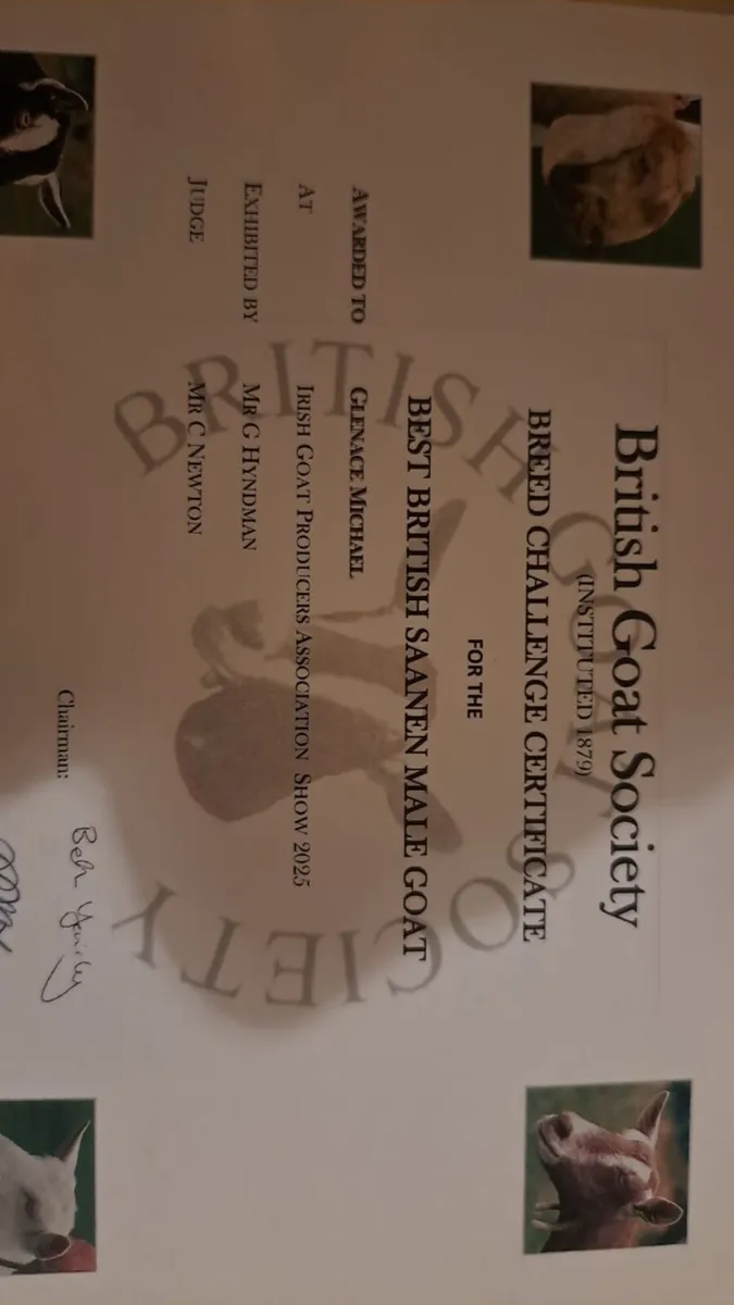 Pbnr male Saanen kid - Image 2