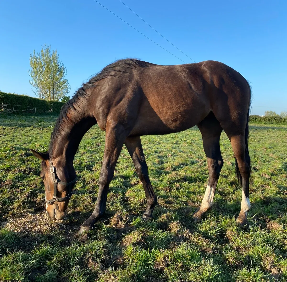 Vadamos 3yo - Image 3