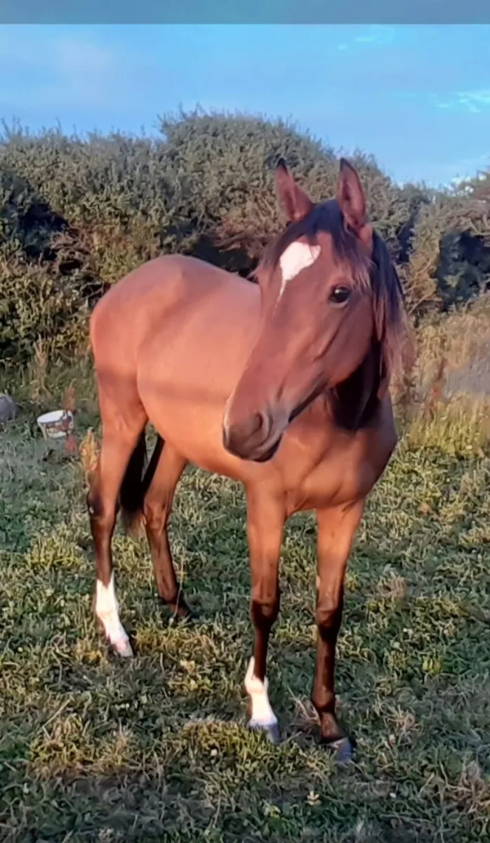 3yo T.B.  N.H. Geldings for sale - Image 1