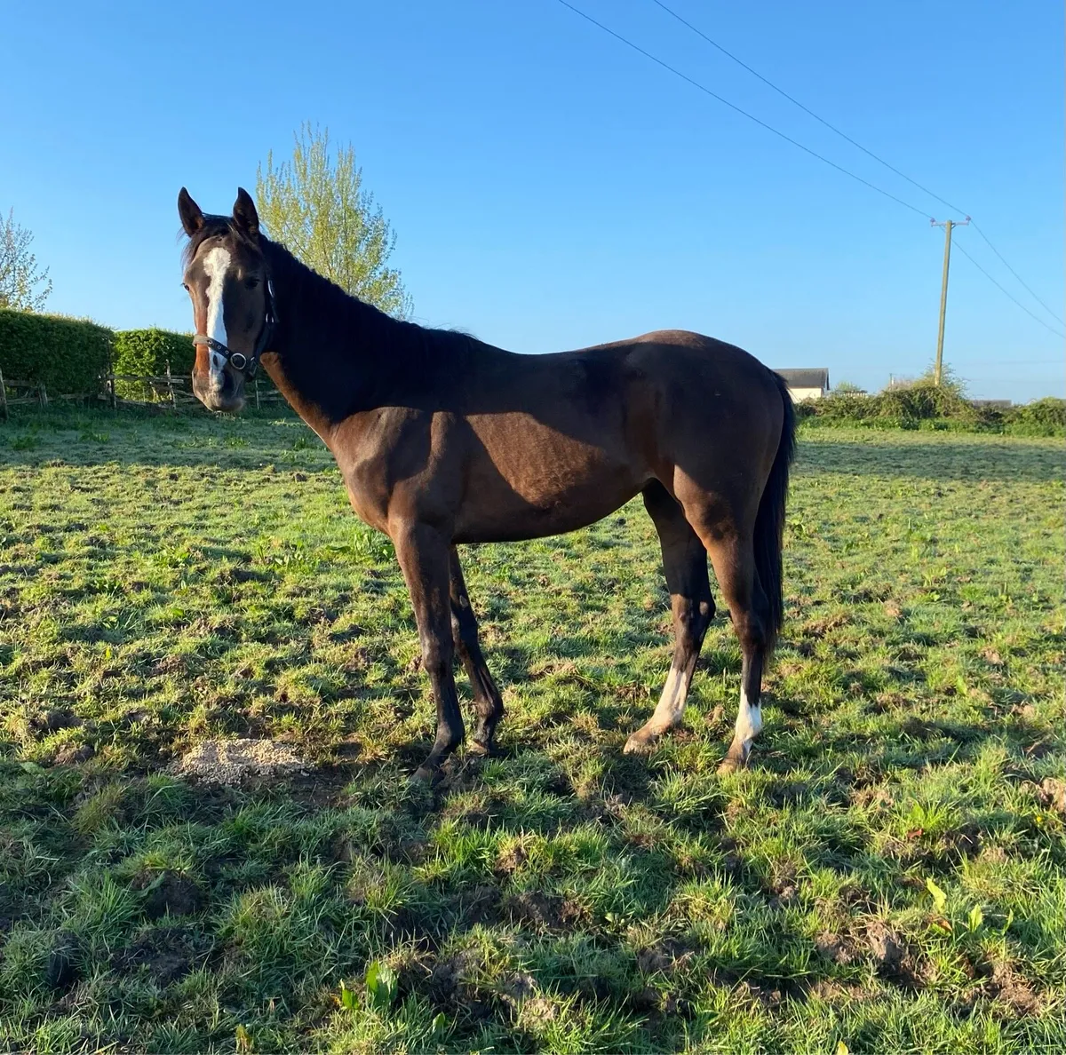 Vadamos 3yo - Image 1