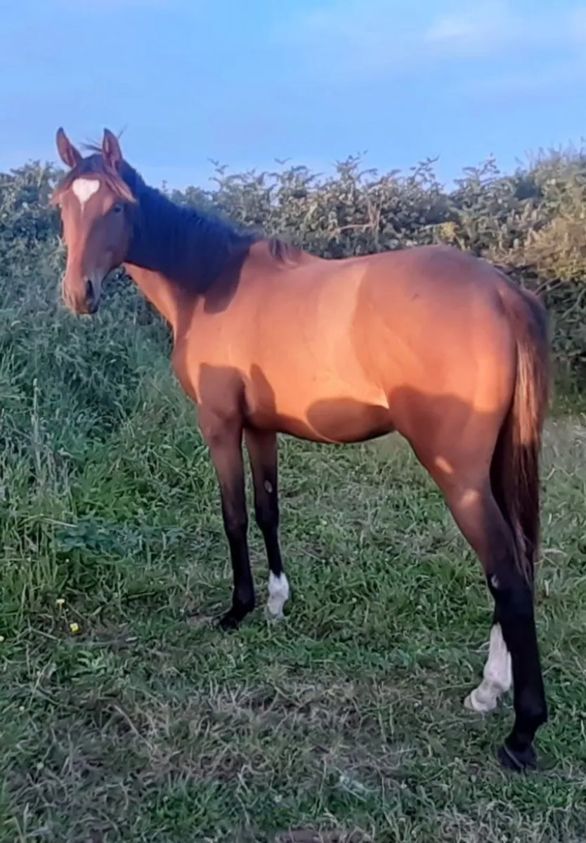 3yo T.B.  N.H. Geldings for sale - Image 2