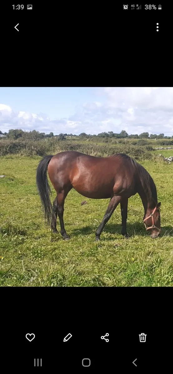 3yo T.B.  N.H. Geldings for sale - Image 3